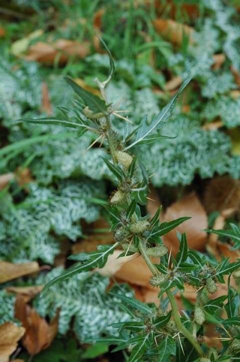 Xanthium spinosum / Nappola spinosa